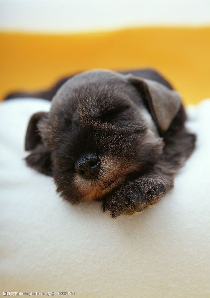 猫咪剃毛忧郁症：揭开毛发背后的情感秘密